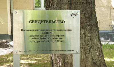 147-летний каштан на Арбате официально признан самым старым деревом в районе