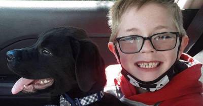 Мальчик из США продал карточки с покемонами и спас собаку от смерти
