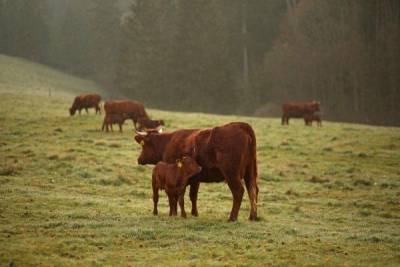 Американский агрохолдинг будет надевать на коров маски ради спасения экологии