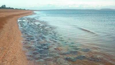Миллион тонн медуз в Азовском море: ученые говорят об угрозе промыслу