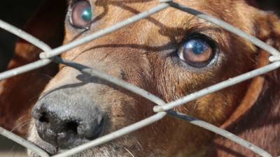 Квартиру в Нижнем Новгороде "затопило" мочой собак местной "зоозащитницы"