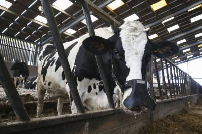 В США придумали, как спасти экологию: будут надевать маски на коров