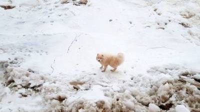 Экипаж ледокола “Александр Санников” среди арктических льдов обнаружил потерявшуюся собаку