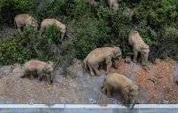 В Китае из заповедника сбежало стадо слонов &#8211; уничтожают все на своем пути