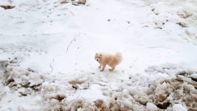Вести в 20:00. Экипаж ледокола "Александр Санников" среди арктических льдов обнаружил потерявшуюся собаку