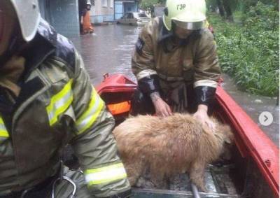 В Ростове пожарные спасли собаку из подвала затопленной дождем 9-этажки