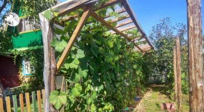 Выращиваем виноград под навесом: личный опыт Андрея Маткина