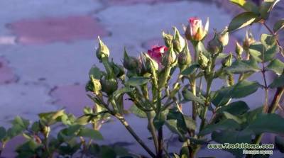 4 неизлечимые болезни роз – признаки, симптомы и профилактика