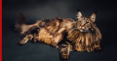 Глаз радуется: топ-5 самых красивых кошек
