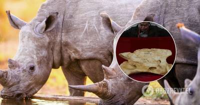 Ученые воссоздали облик предка носорога, обитавшего в Китае 26 млн лет назад. Фото
