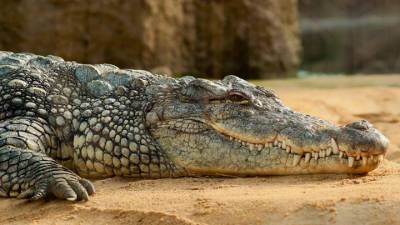 Наводнение в Ялте: крокодилов в крокодиляриуме города ловили руками