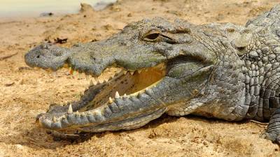 Крокодил напал на ребенка в мексиканском Канкуне