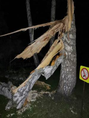 На свадьбе в Кузбассе на мужчину и его сына упало дерево, они госпитализированы