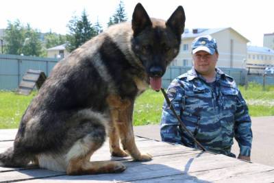 Полицейская собака Акбар из Томска снова помогла найти партию наркотиков