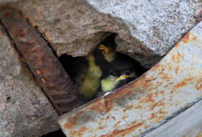 Петербургский фотограф поймала птенцов за игрой в прятки в Купчино