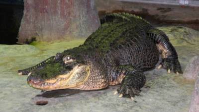 Крокодил напал на ребенка на пляже в Мексике
