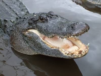 В Ялте затопило крокодиляриум. Рептилии оказались на свободе