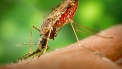 Комары могут быть переносчиками опасных инфекционных заболеваний