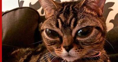 Внеземные существа: топ-5 пород кошек с инопланетной внешностью