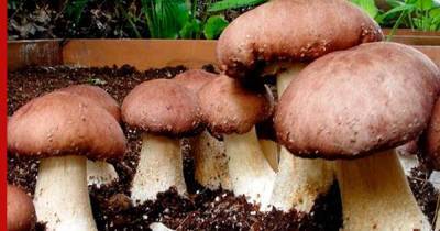 Как вырастить грибы на даче: несколько советов для новичков