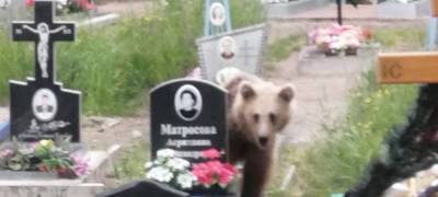 В Карелии медведь посетил кладбище в родительскую субботу