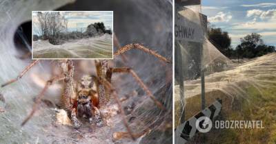 В Австралии пауки покрыли гигантской паутиной целый штат - фото, видео