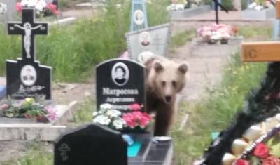 «Это реально страшно!» Медведь пришел на кладбище в Карелии