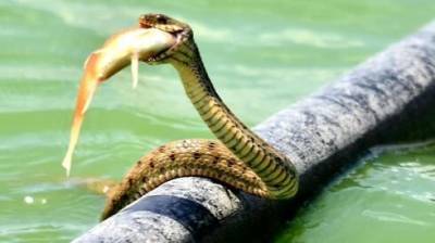 Редкие кадры: змея поймала и проглотила золотую рыбку в водоеме Израиля