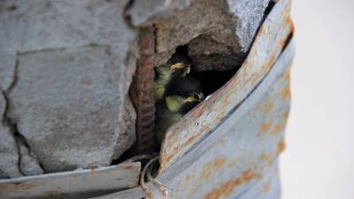 Петербурженка обнаружила в Купчино птенцов, прячущихся в столбе