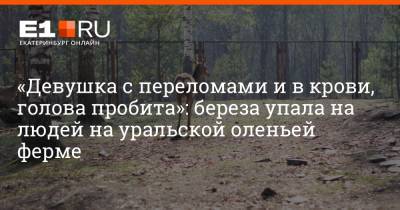 «Девушка с переломами и в крови, голова пробита»: береза упала на людей на уральской оленьей ферме