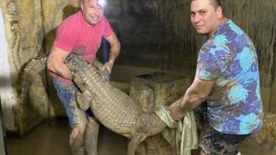 В крокодиляриуме Ялты работники ловят рептилий