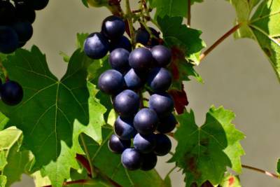 Диетолог Келси Лоренц развеяла миф о главной опасности употребления винограда