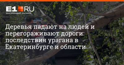 Деревья падают на людей и перегораживают дороги: последствия урагана в Екатеринбурге и области