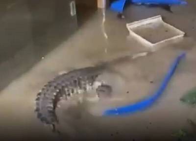 Из-за наводнения в Ялте выбравшихся на свободу крокодилов пришлось ловить руками