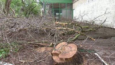 Упавшее дерево убило женщину в зоопарке на оленьей ферме