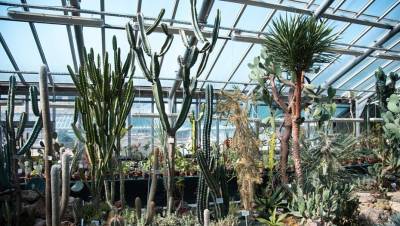 Жара вынудила Ботанический сад закрыть оранжереи для посетителей