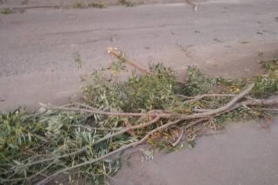 Упавшее дерево насмерть придавило жительницу Свердловской области