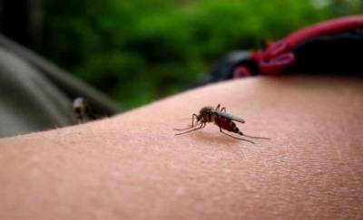 Тюменцев просят не игнорировать укусы насекомых