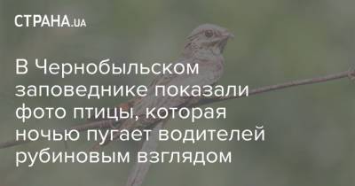 В Чернобыльском заповеднике показали фото птицы, которая ночью пугает водителей рубиновым взглядом - strana.ua