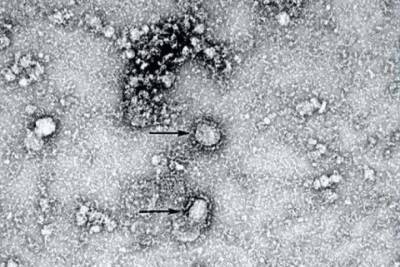 Новый штамм коронавируса появился в Индии