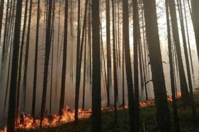 В Сербии загорелся лес около оружейной фабрики