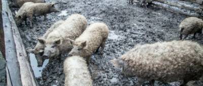 Переселенец на Луганщине разводит особую породу свиней