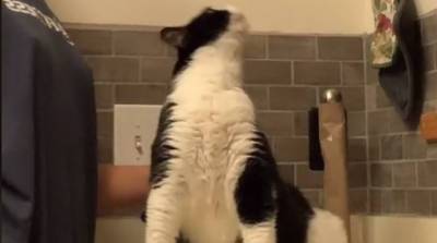 Забавная реакция кота на почесывания довела до слез миллионы людей (Видео)