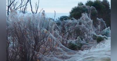 Паучий апокалипсис: В Австралии паутина сплошным полотном покрыла деревья и кустарники