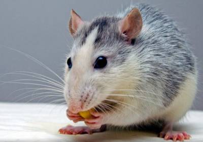 В рамках опыта китайских ученых самец крысы выносил и родил потомство