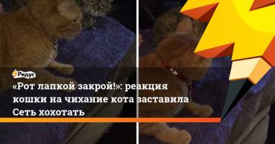 «Рот лапкой закрой!»: реакция кошки на чихание кота заставила Сеть хохотать