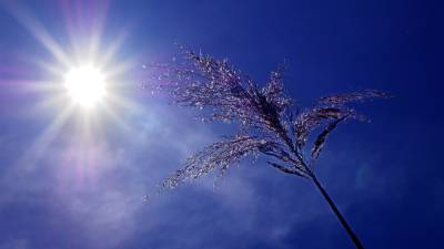 В понедельник в Рязани ожидается жара до +33°С