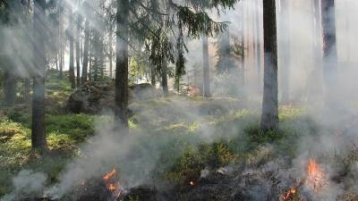 В Башкирии в нескольких районах огнём охватило лес