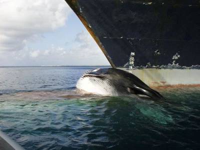 В судоходстве появилась новая экомаркировка, которая указывает, что судно «Безопасно для китов»