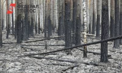 Площадь пожаров в тюменских лесах сократилась в десять раз